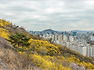 2019.04.09 인왕산 개나리길을 걷다