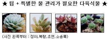초연다육 이미지
