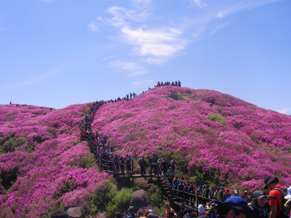 산철죽 군락지 이미지