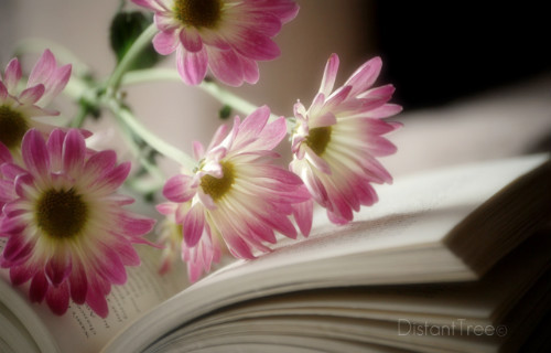 196052484E6481E8025539