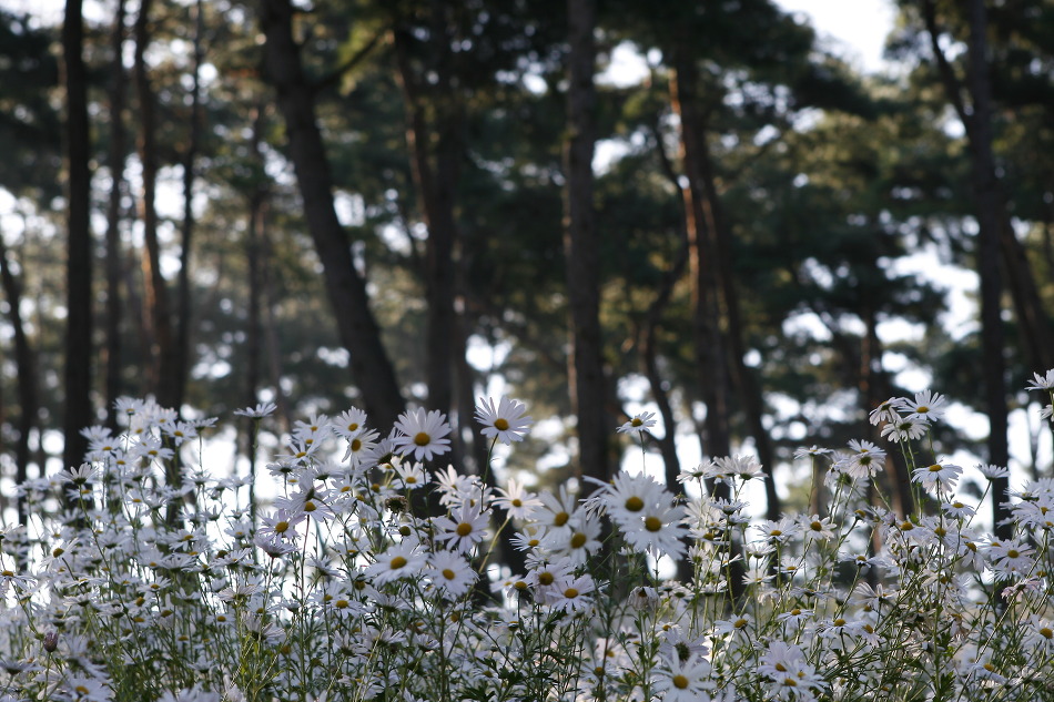 정읍 옥정호 구절초