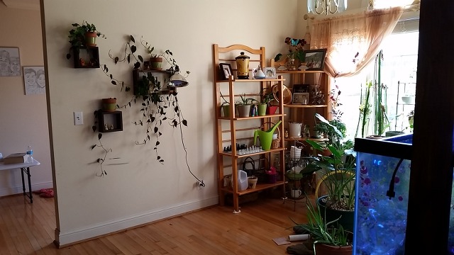 신개념  Aquaponics System, 딱 내 스타일이야!