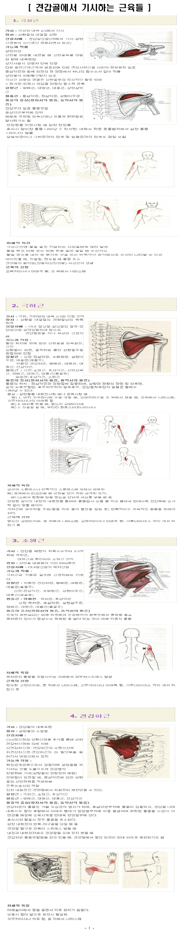 견갑골에서 기시하는 근육들!