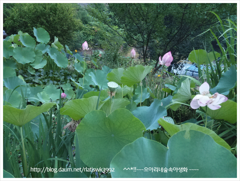 연못카페 이미지