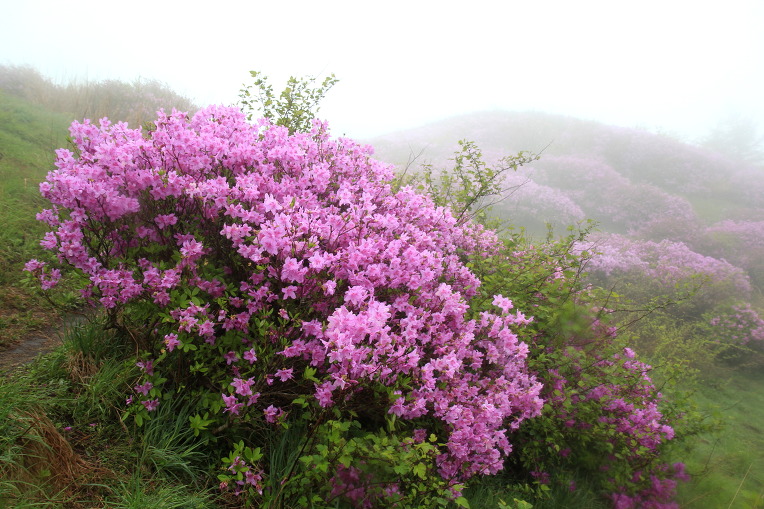 * 지리산 바래봉 산행기 
