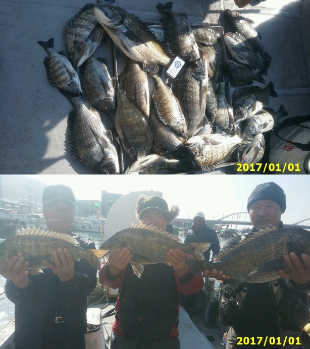 바다낚시 > 점주선장조황 > 대물감시 5짜.4짜 무더기조황(안골해성호) 대물감시 5짜4짜 무더기조황안골해성호