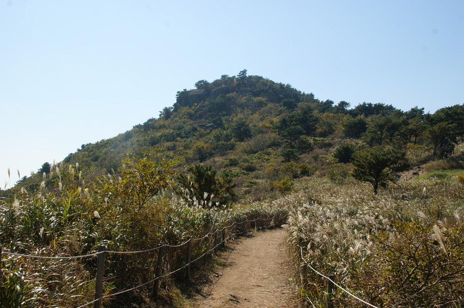 엄광산 ~ 구덕산 ~ 승학산(14.10.18 (토)) 억새
