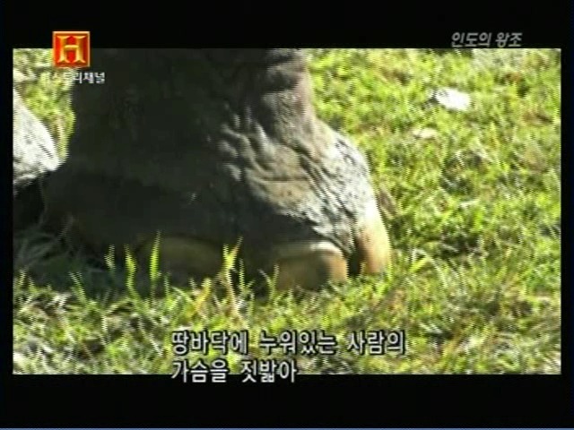 인도의 무굴 제국에서 사용한 전투 코끼리 갑옷 | 인스티즈