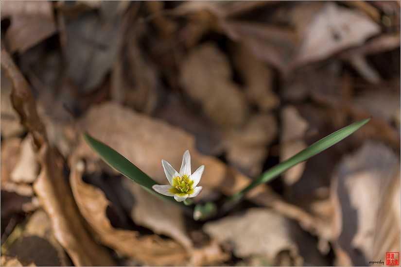 길마가지나무 外(2017.04.07 서산지역)