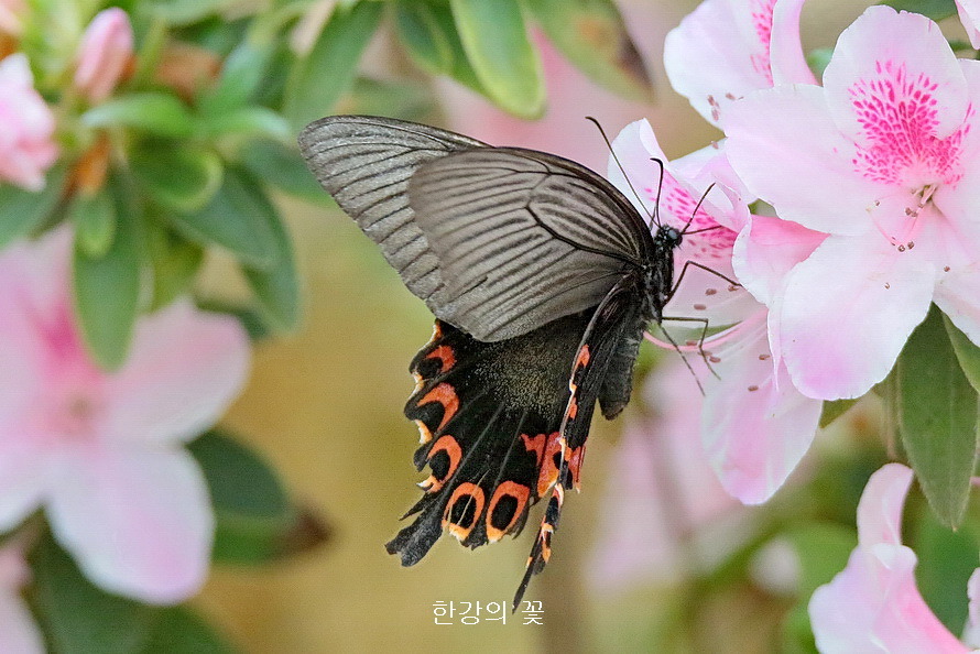 남방제비나비