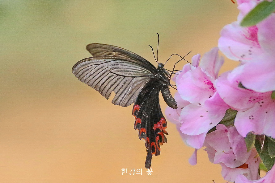 남방제비나비