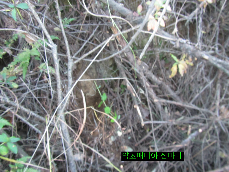 직장 후배가 켄 장생(長生)산도라지.