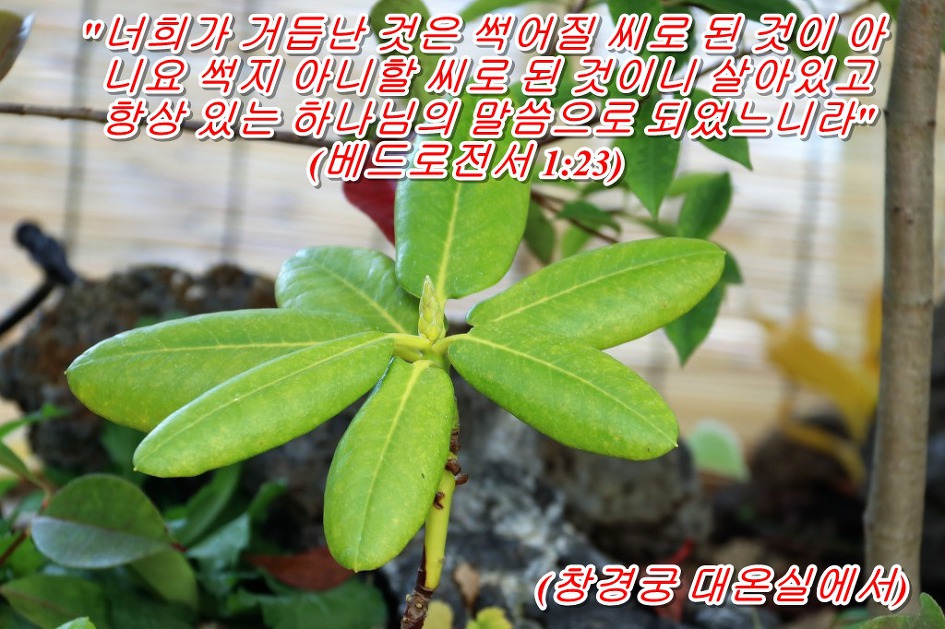 <베드로전서 1장 23절 말씀>