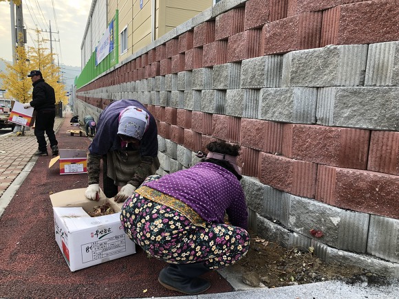 충주시, 회색빛 옹벽 담쟁이덩굴 식재 