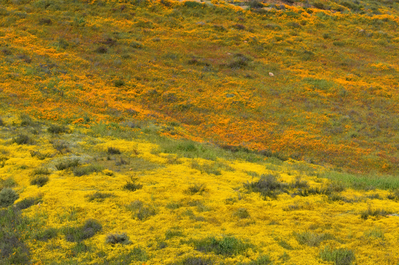 Elsinore-Walker Canyon / Poppy Fields