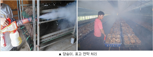 '버섯파리 성충' 꼼짝 마! 