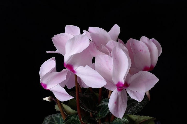 노화를 늦추는 정말 쉬운 방법,한 발 서기