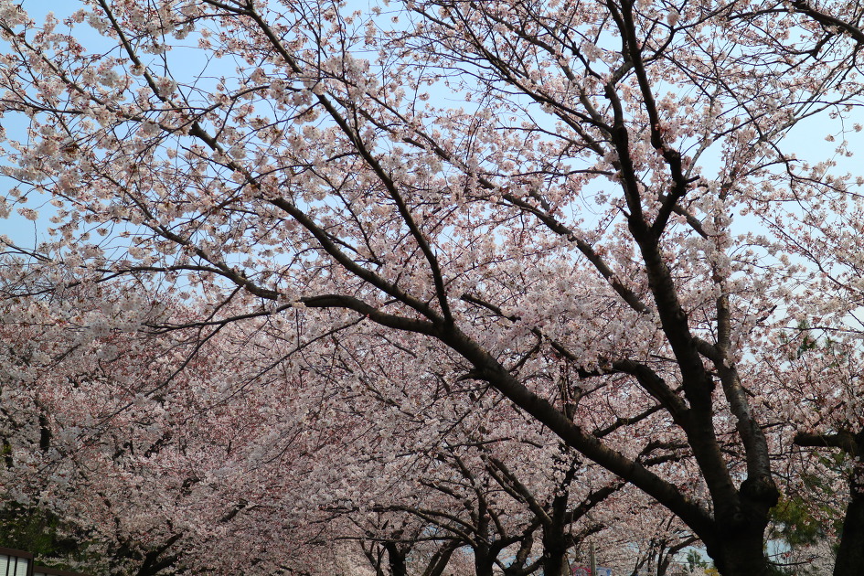 진해벚꽃명소인 경화역