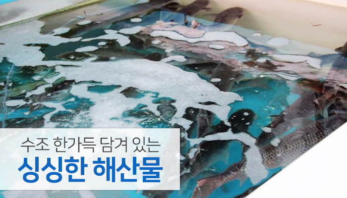 싱싱회집 이미지