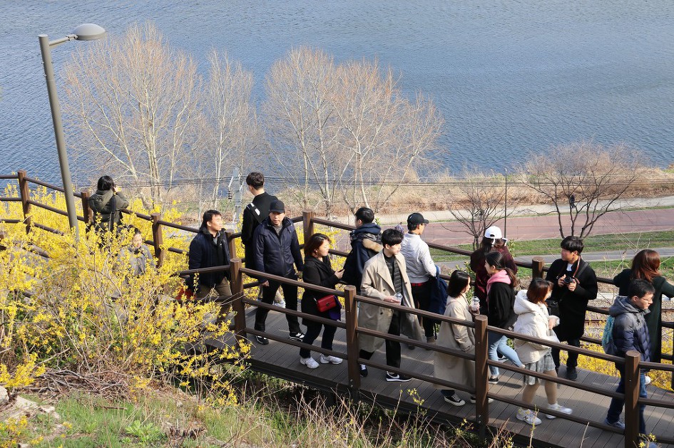 '2019 응봉산 개나리축제의 풍경'을 가득 담았습니다.   4/5    (20190331) 