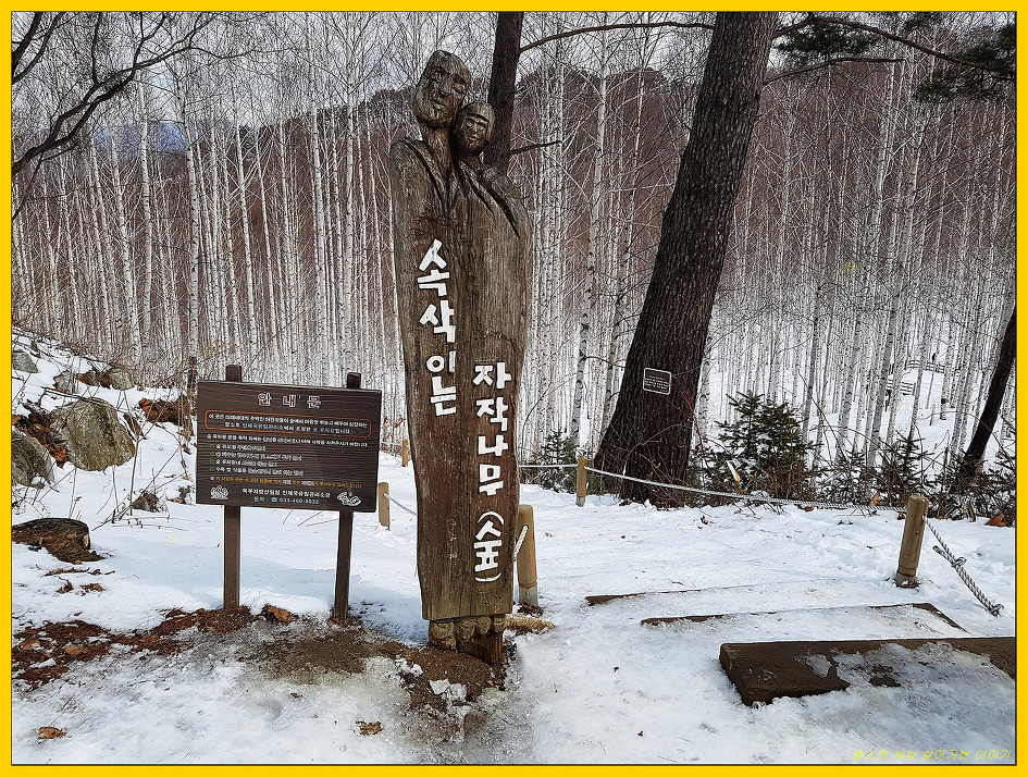 자작나무 숲, 다녀왔습니다.