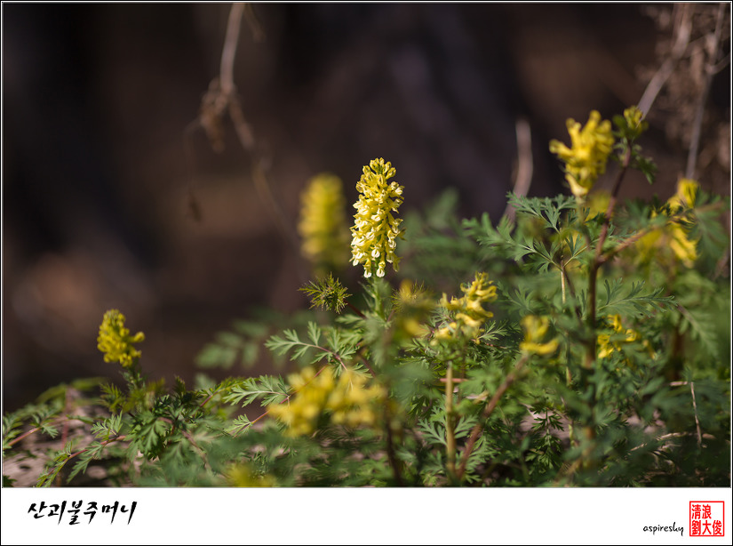 2019.04.04 봄 날 거닐어 본 검단산
