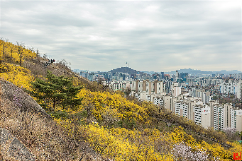 2019.04.09 인왕산 개나리길을 걷다