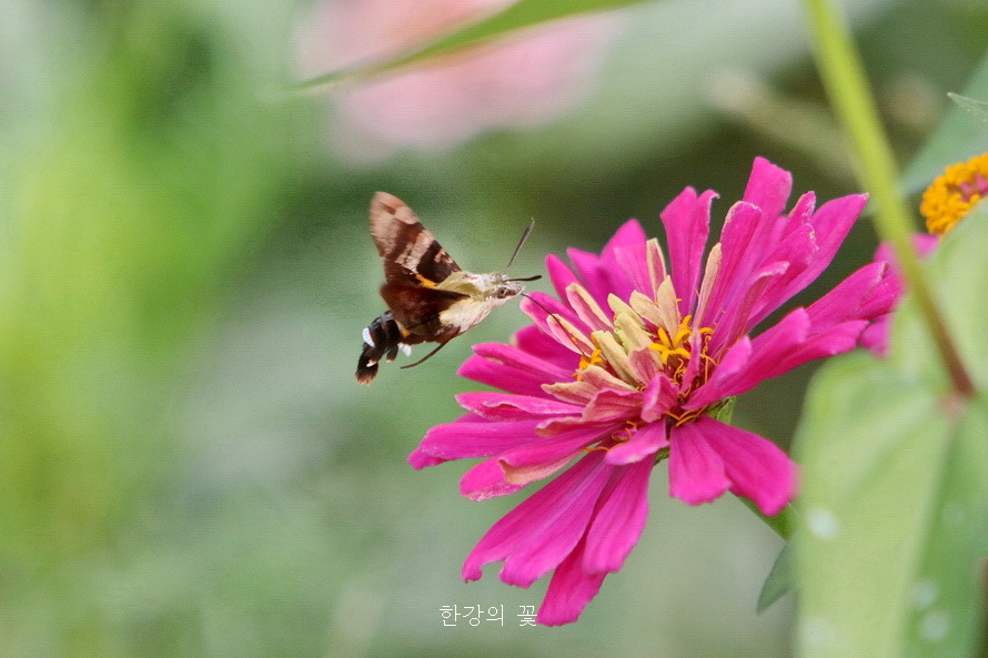 검은꼬리박각시