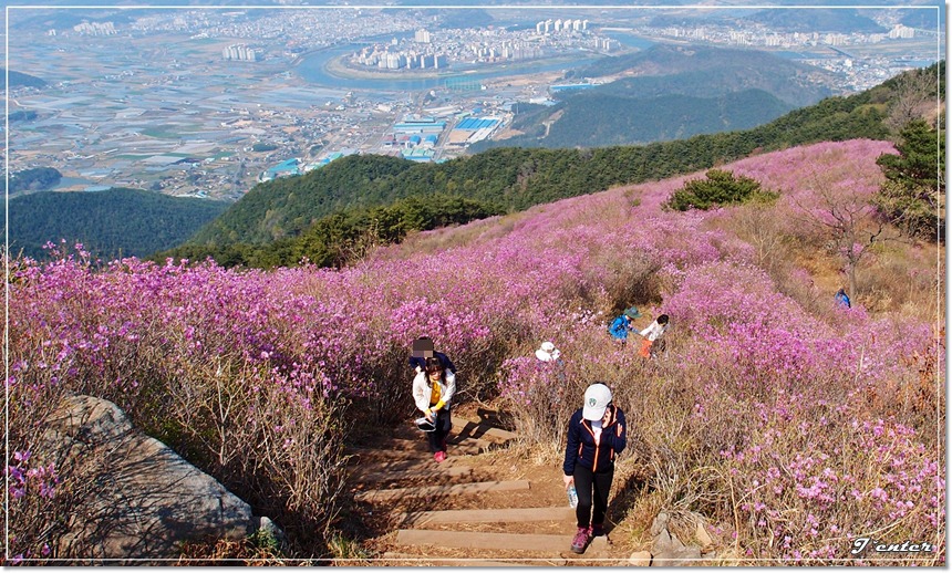 진달래꽃 철쭉꽃 필 때를 기다리며