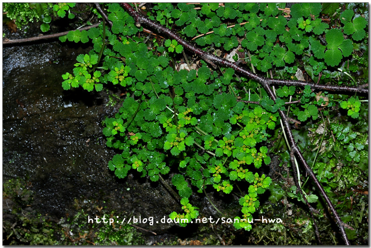 Chrysosplenium pilosum var. valdepilosum Ohwi (미기록종) 추정