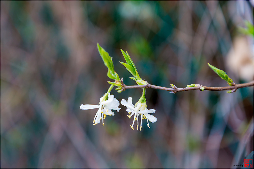 길마가지나무 外(2017.04.07 서산지역)