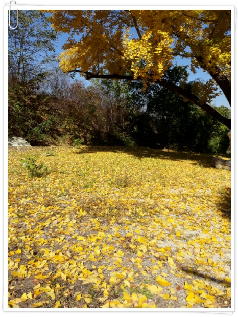 (여주게스트하우스 산새랑) 가을 (2018)