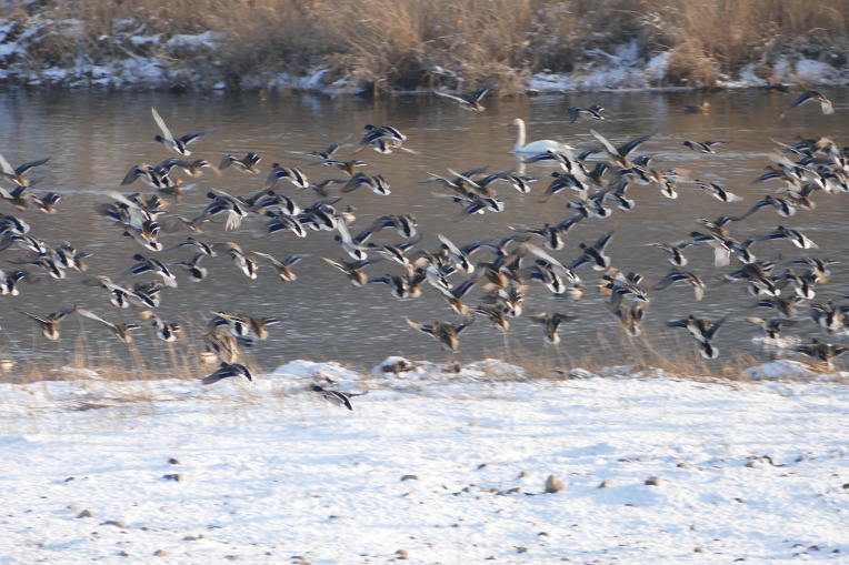 997846365DF4F243235C81