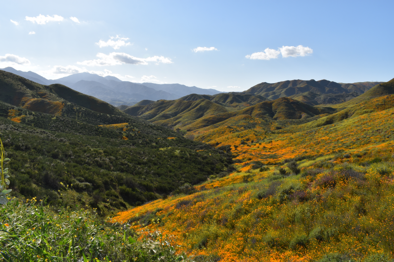 Elsinore-Walker Canyon / Poppy Fields