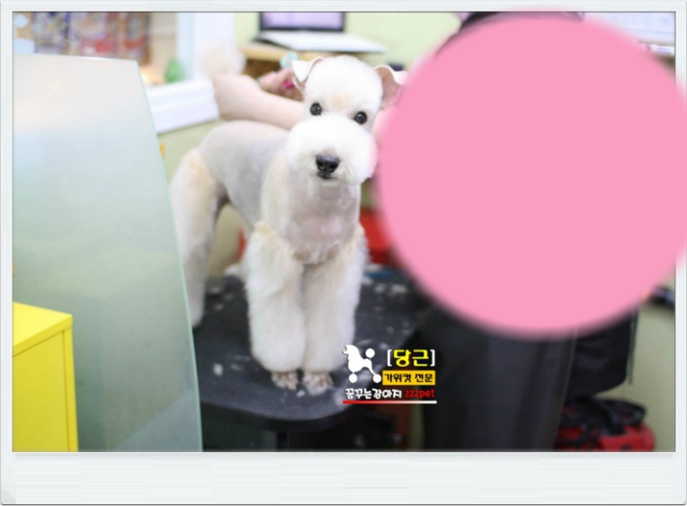 레이크랜드테리어 대전애견미용 베스트 드뎌 다녀왔어요.