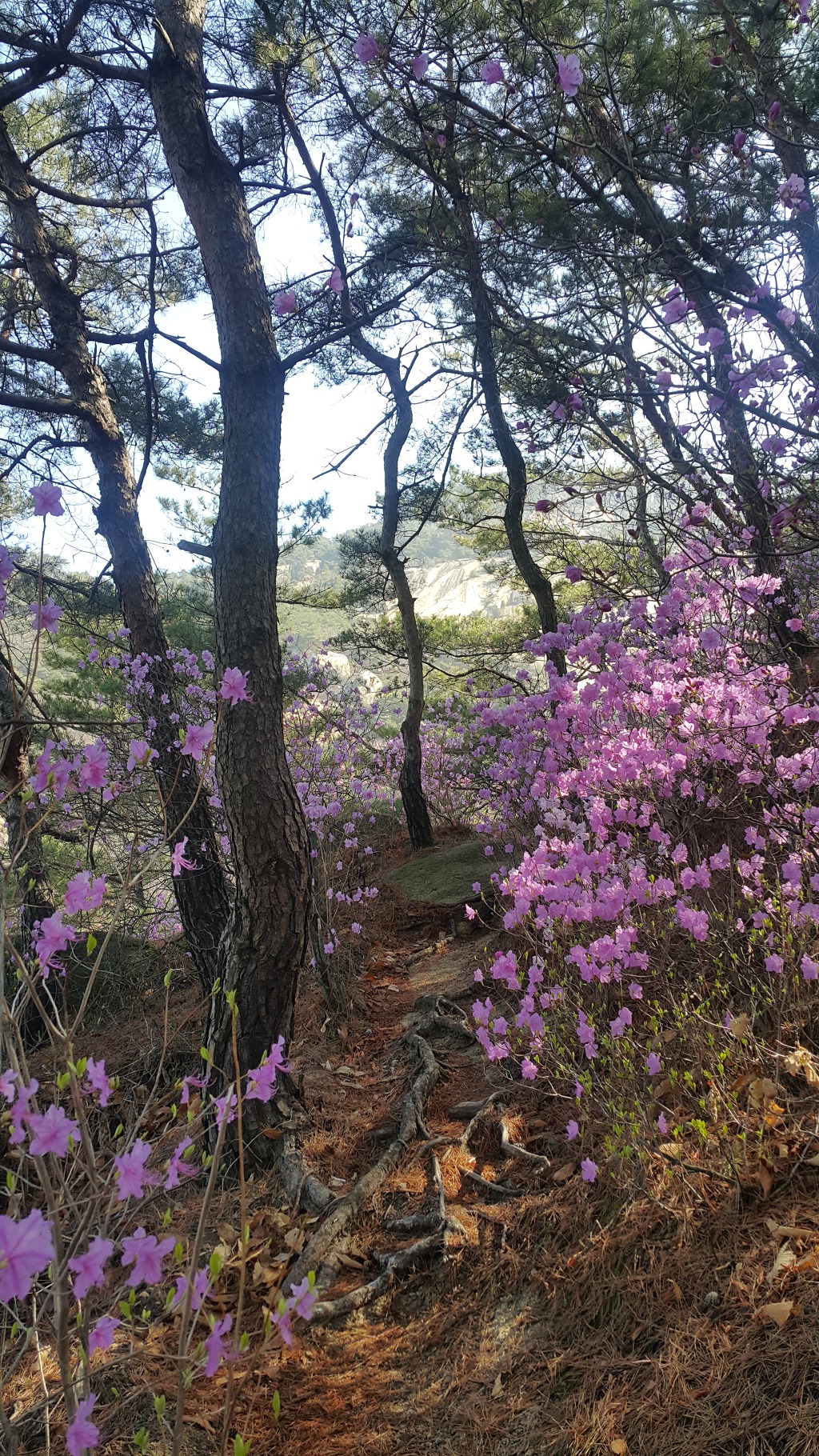 불암산둘레길 불암산진달래길 불암산정상 불암산