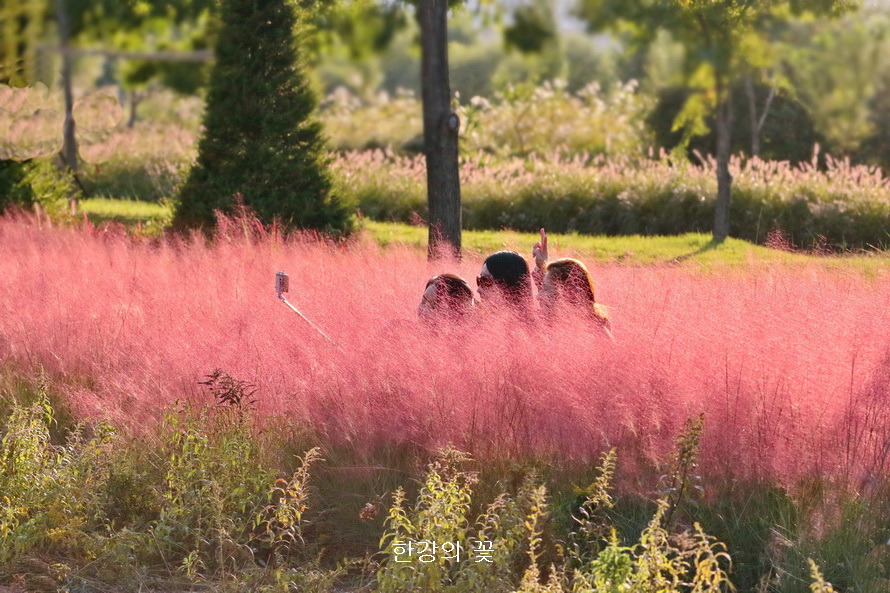 핑크 뮬리 그라스(Pink Muhly Grass)