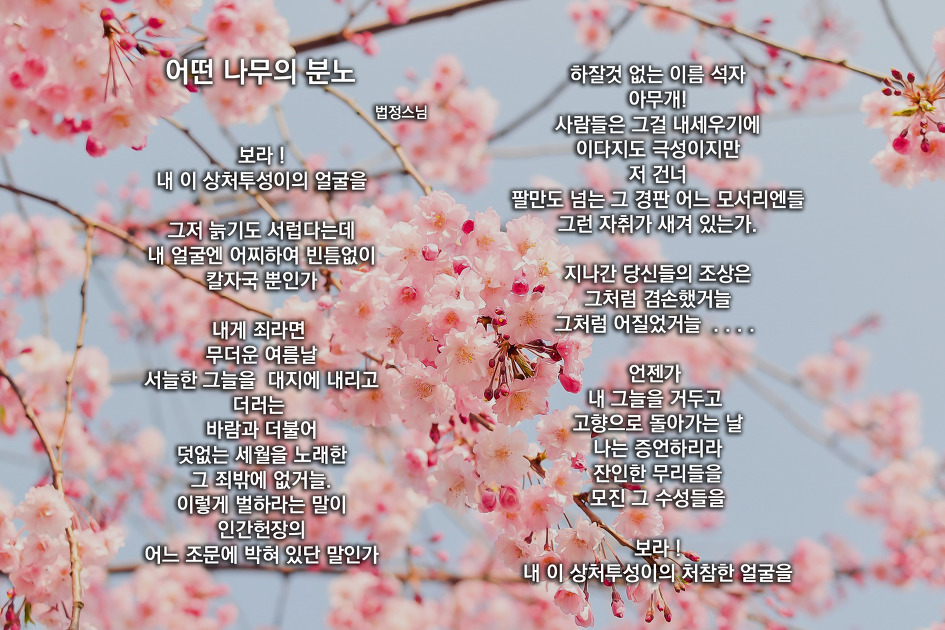 어떤 나무의 분노