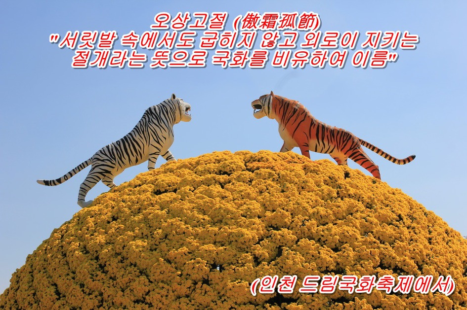 오상고절  (傲霜孤節)