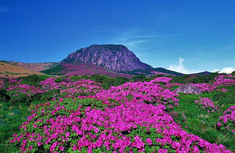 진달래(제공한샘)