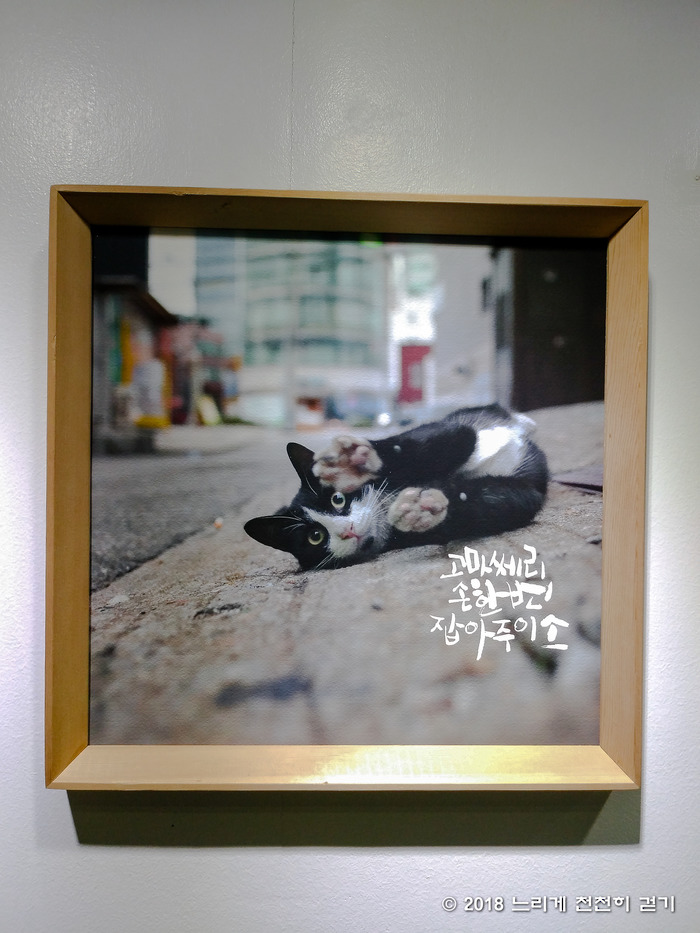관악구청에서 열리는 길고양이찍사 김하연 사진작가의 구사일생 사진이야기~
