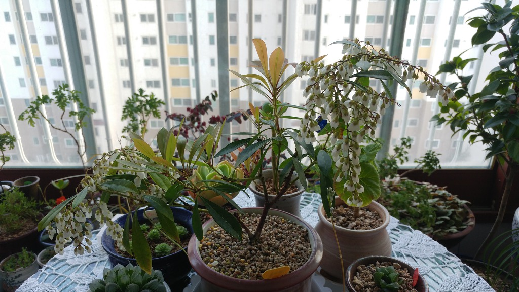 이른 봄의 발코니 화원 (2019.3.1)