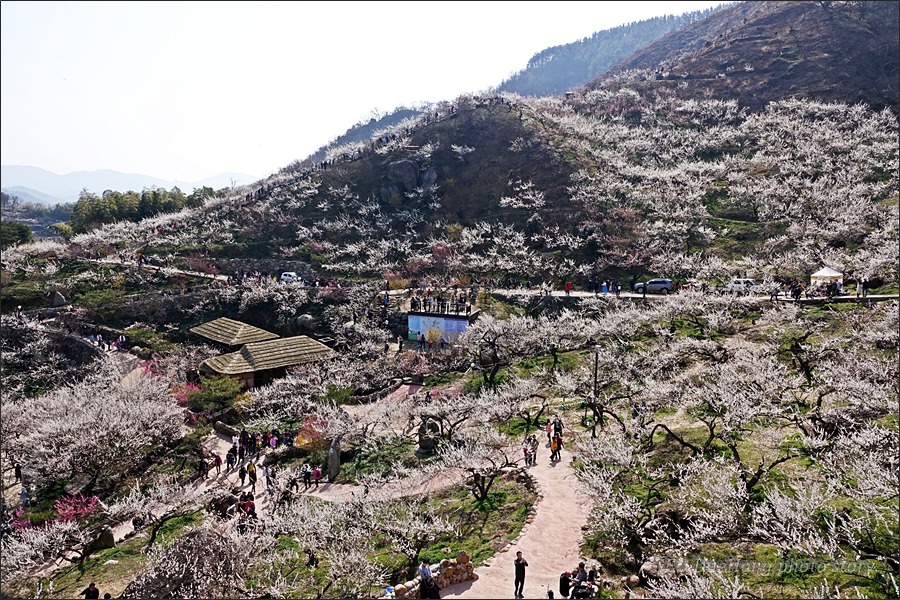 광양매화축제가 열리는, 홍쌍리매실농원의 봄~!