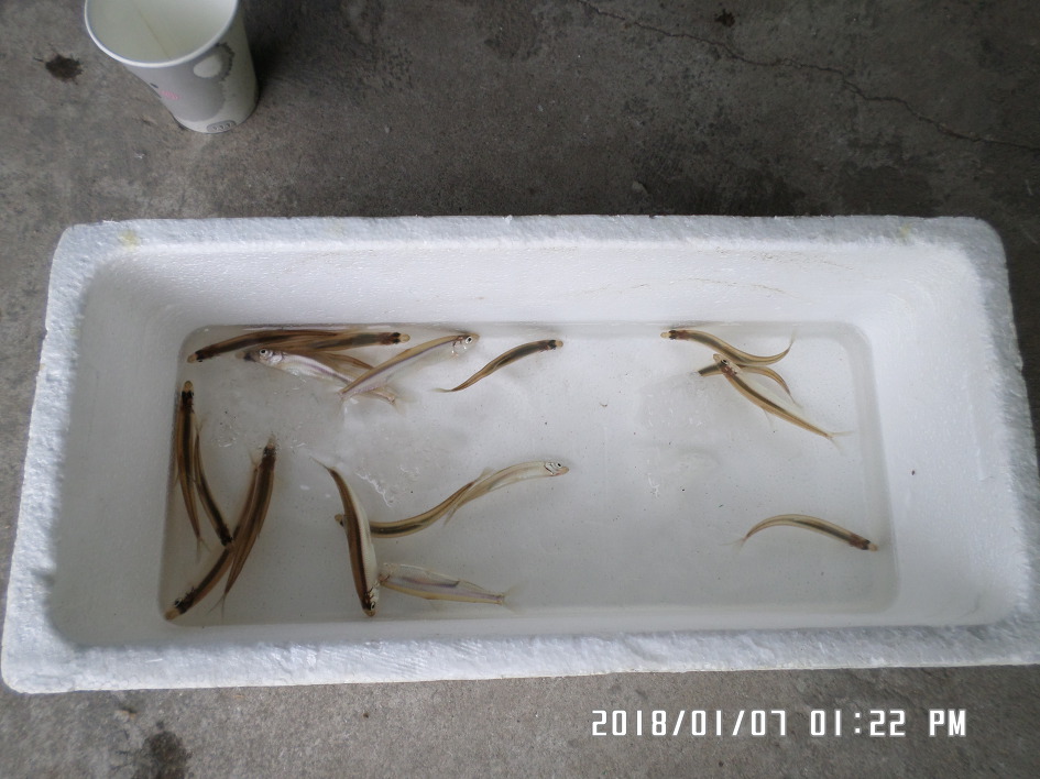 외손자들과 빙어낚시 가는 날