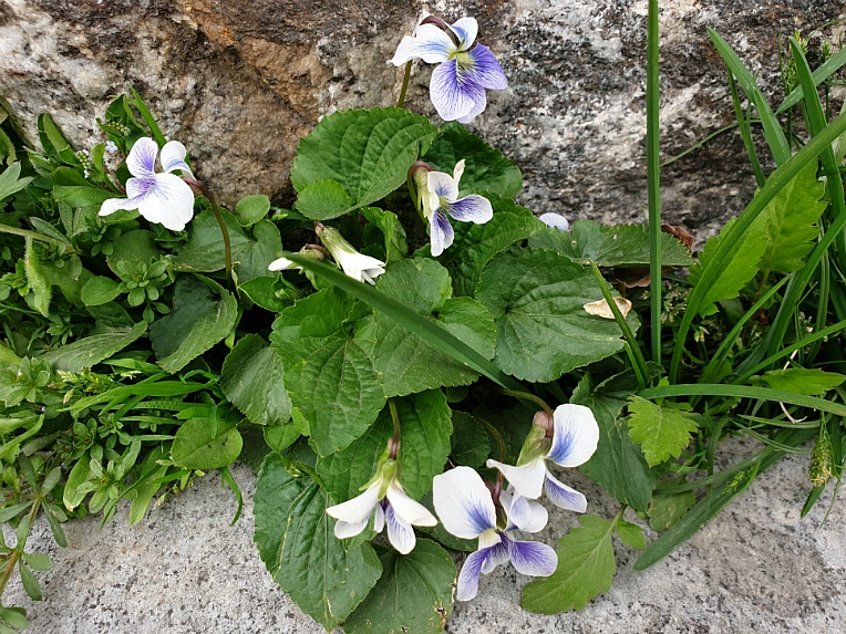 산책을 하면 기분이 좋아져요/ 우리 아파트에서 ....