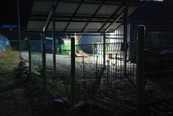 뒤 뜰을 밝히고