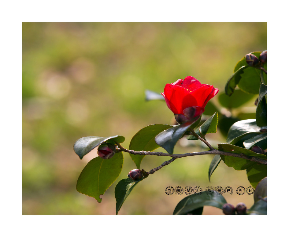 동백꽃, 봄, 봄, 봄,,봄꽃들아 모여라~~~