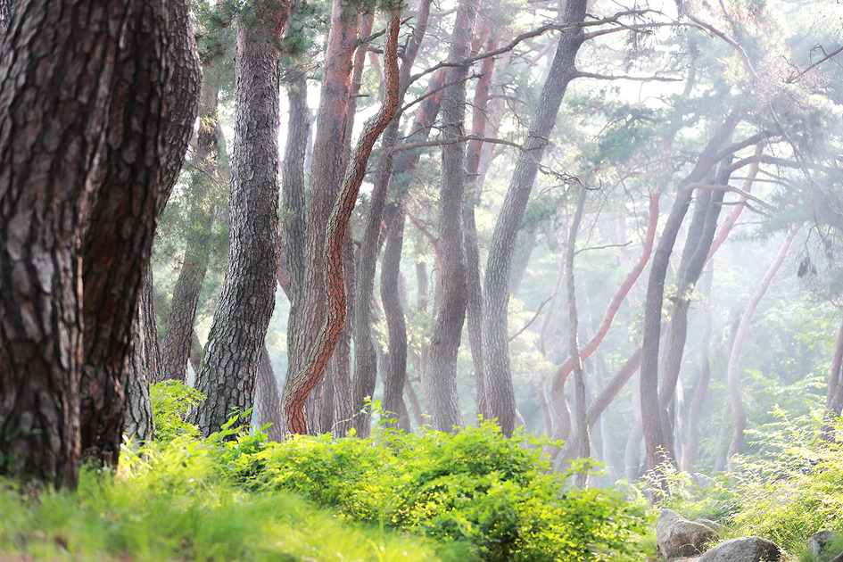 [경애왕릉으로 가는 솔숲길] 삼릉계곡 소나무숲속, 경애왕릉으로 똑바로 난 솔숲길에 빛이 들다  / 토함