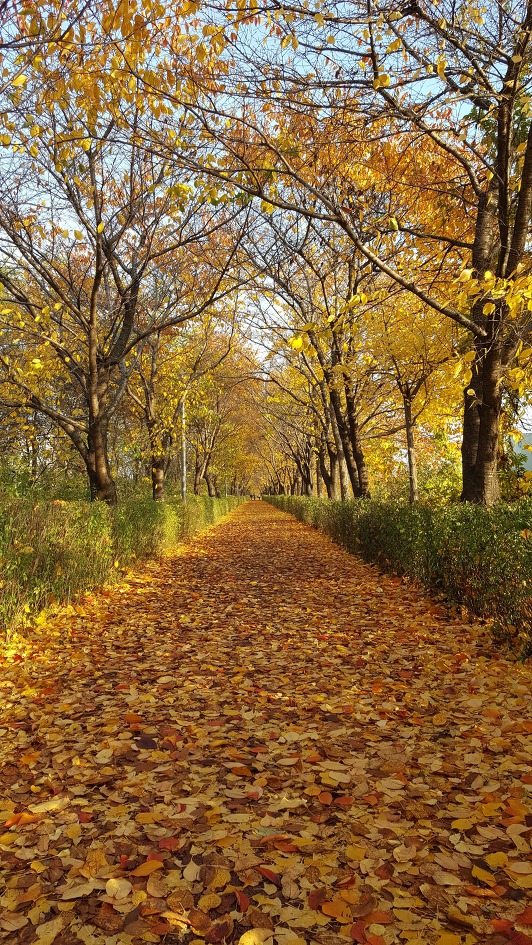 일원동 가을 풍경...