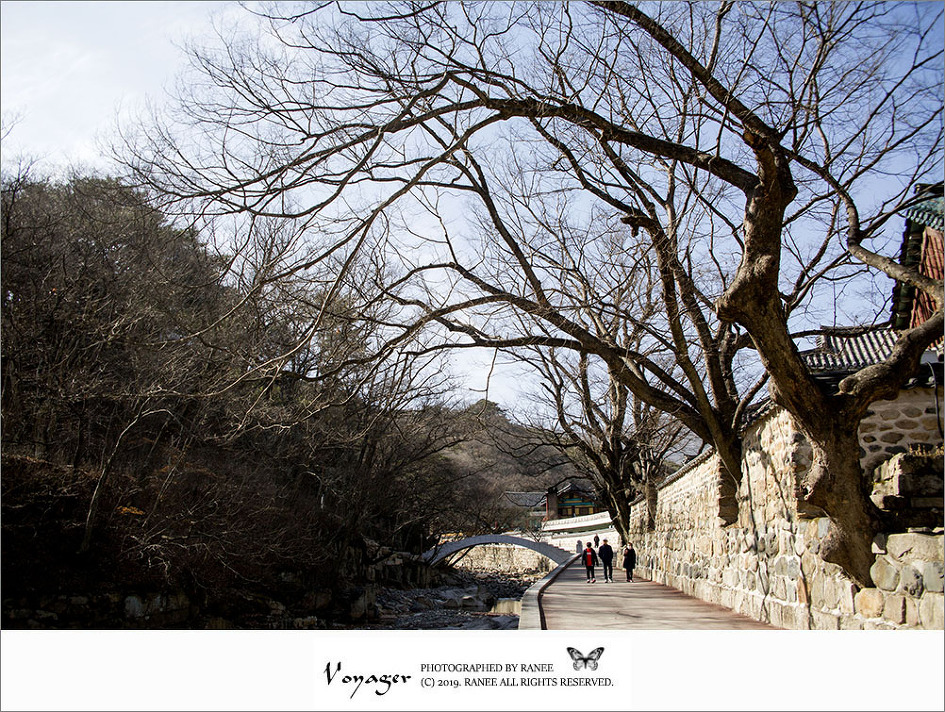 [양산] 통도사에서 자장매, 만첩 홍매, 분홍매와 힐링의 시간을...
